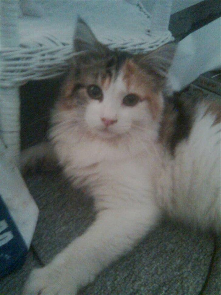 Maine Coon Malou #Malle# - Smukke lille Malou. <3 billede 7