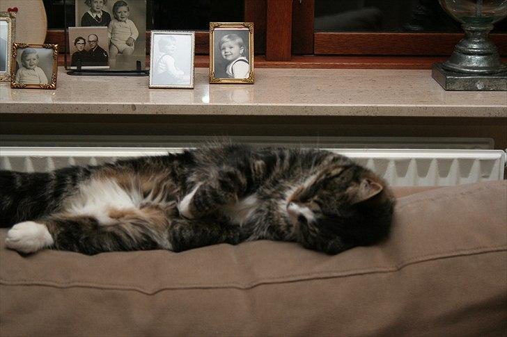 Blanding af racer Striber - inde i den gammle sofa kan man da godt sove:) billede 1