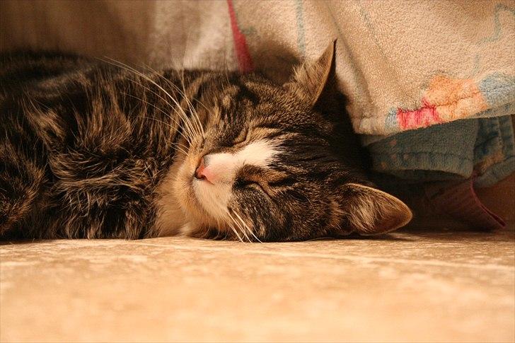 Blanding af racer Striber - hendes smukke ansigt billede 2