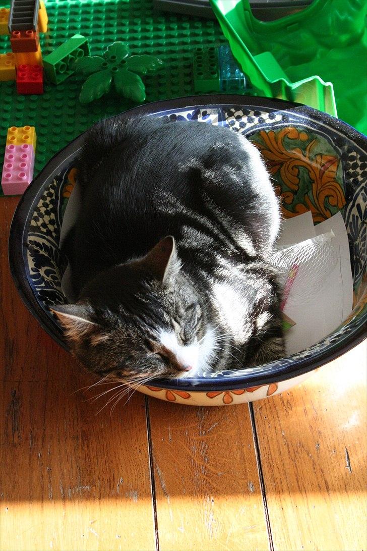 Blanding af racer Striber - Oven fra billede 3