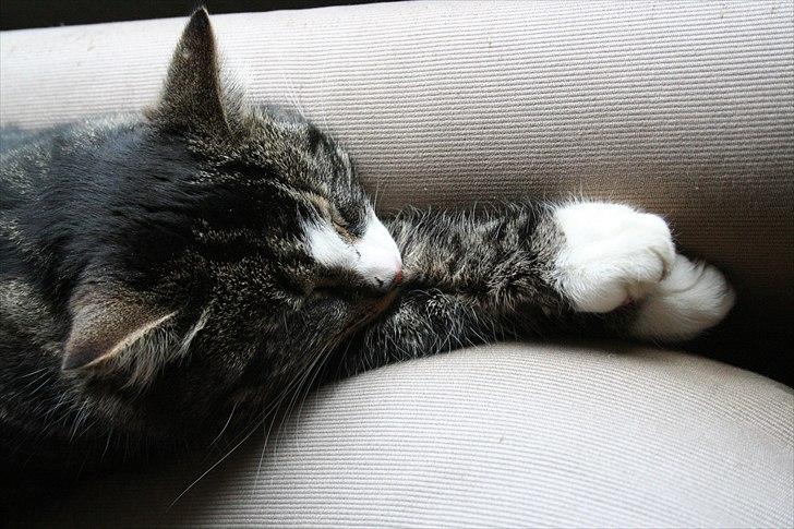 Blanding af racer Striber - Køn billede 4