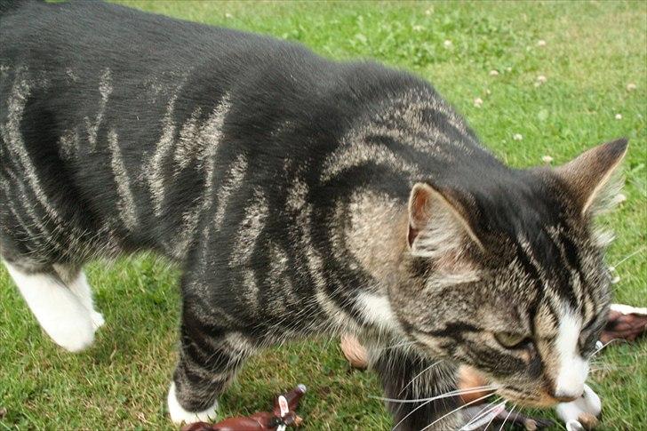 Blanding af racer Striber billede 5