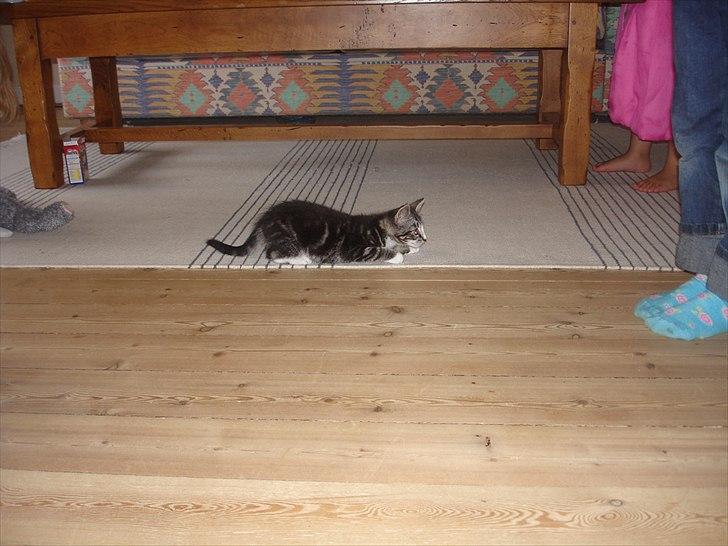 Blanding af racer Striber billede 7