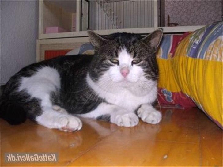 Europé oliver - oliver billede 7