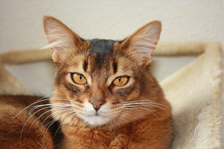 Somali Catika's Let's Go Crazy billede 18