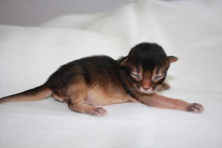 Somali Catika's Let's Go Crazy billede 2