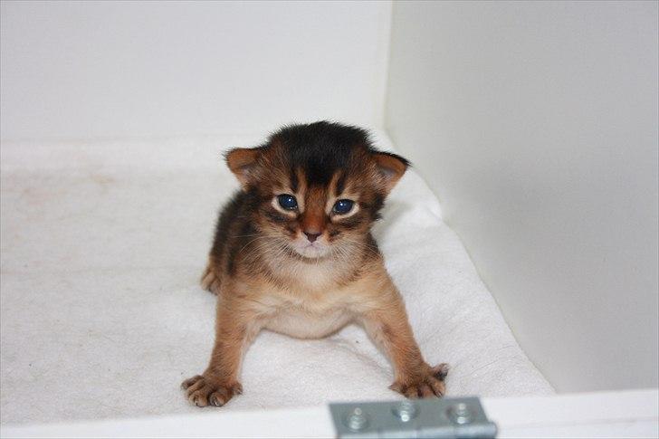 Somali Catika's Let's Go Crazy billede 3
