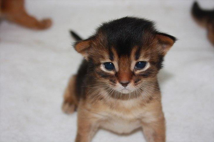 Somali Catika's Let's Go Crazy billede 4