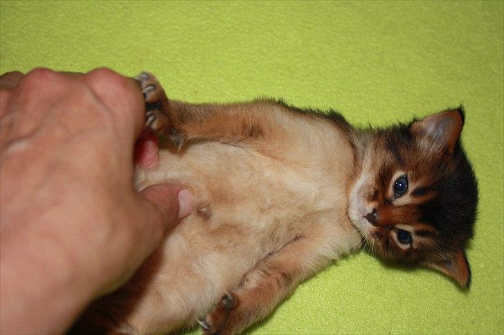 Somali Catika's Let's Go Crazy billede 5