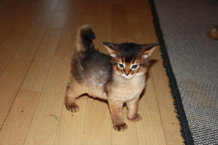 Somali Catika's Let's Go Crazy billede 6