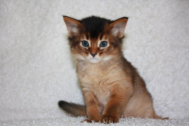Somali Catika's Let's Go Crazy billede 7