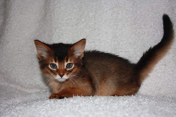 Somali Catika's Let's Go Crazy billede 8