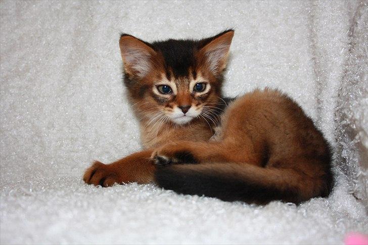 Somali Catika's Let's Go Crazy billede 9