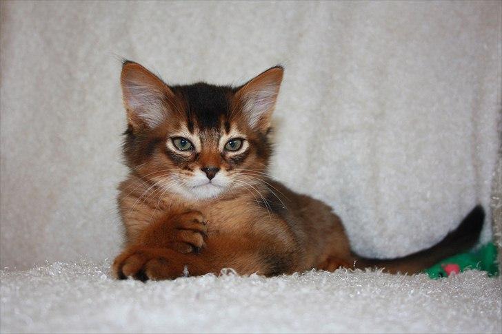 Somali Catika's Let's Go Crazy billede 10
