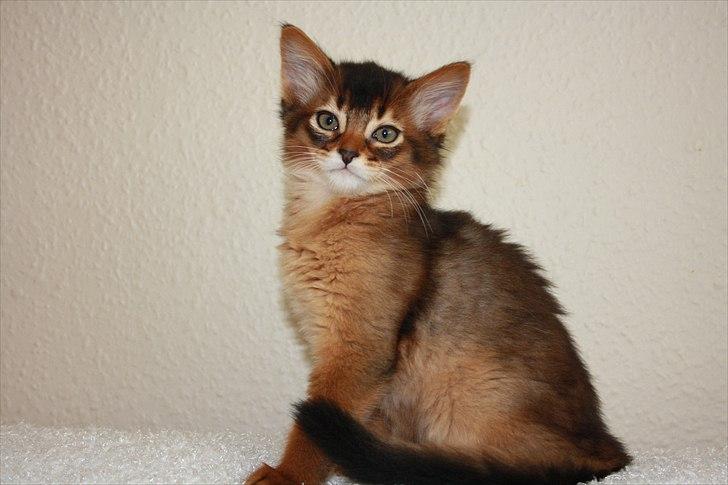 Somali Catika's Let's Go Crazy billede 11