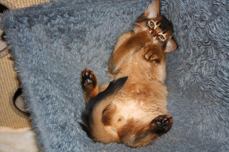 Somali Catika's Let's Go Crazy billede 12