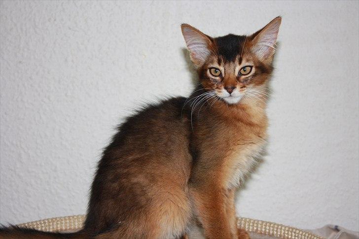 Somali Catika's Let's Go Crazy billede 13