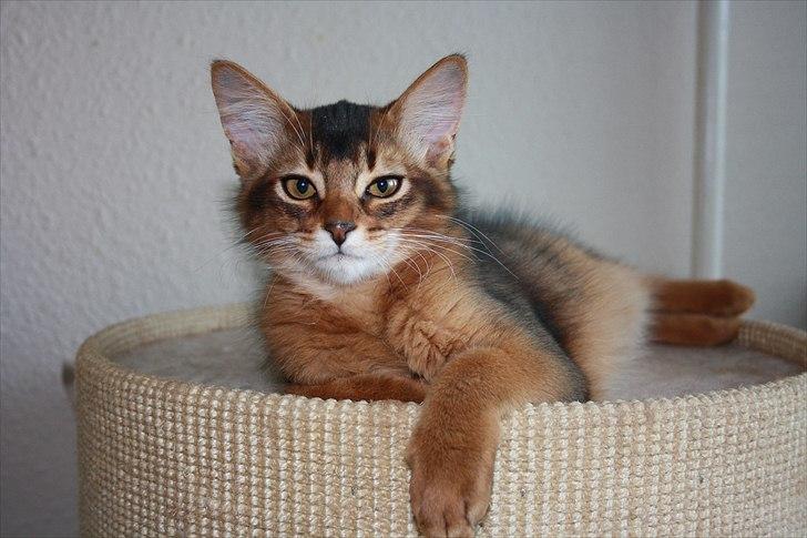 Somali Catika's Let's Go Crazy billede 14