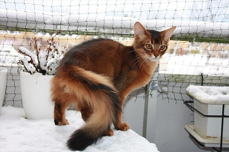 Somali Catika's Let's Go Crazy billede 15