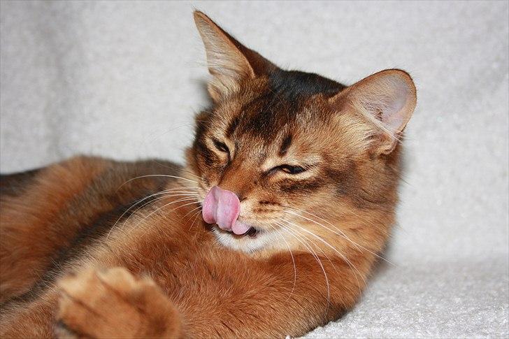 Somali Catika's Let's Go Crazy billede 17