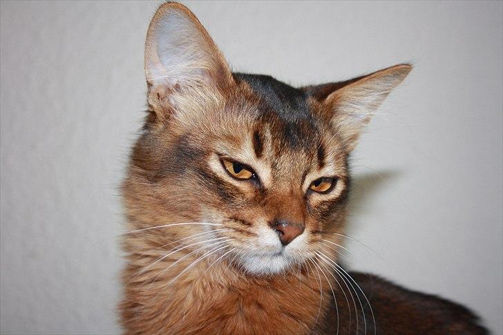 Somali Catika's Let's Go Crazy billede 16