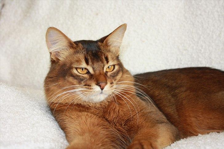 Somali Catika's Let's Go Crazy billede 19