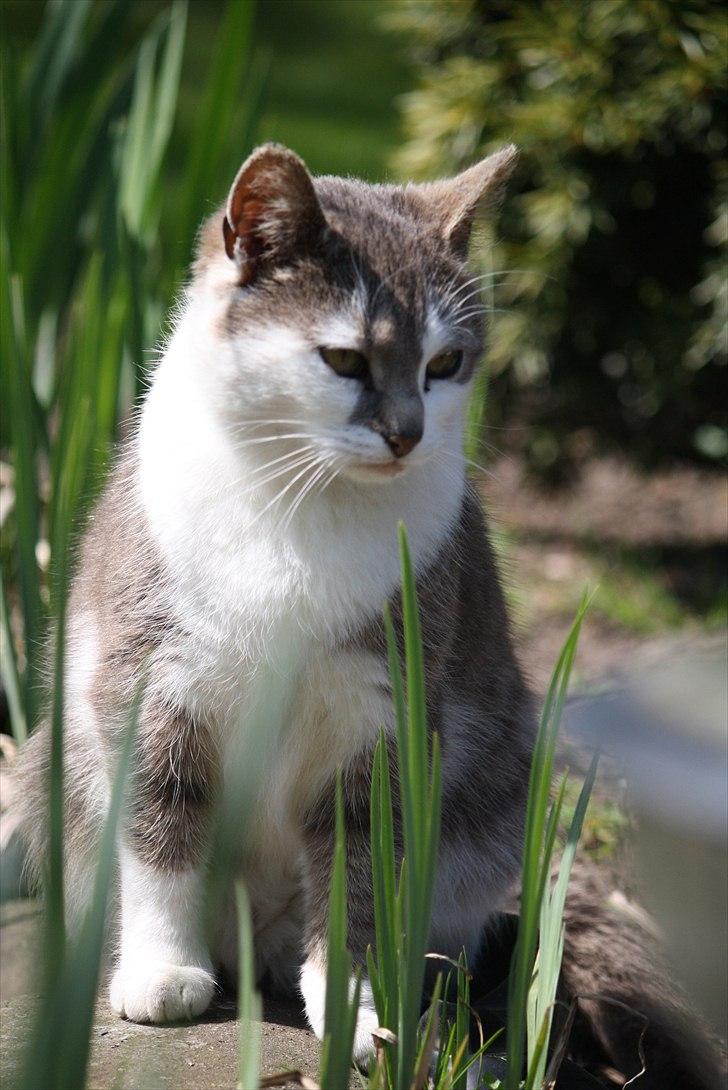 Blanding af racer KISSER billede 10