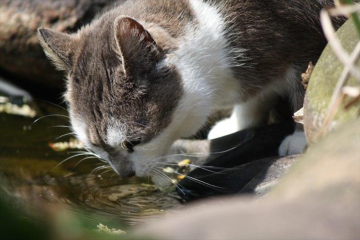 Blanding af racer KISSER billede 2