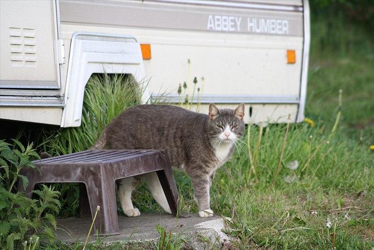 Huskat Findus billede 2