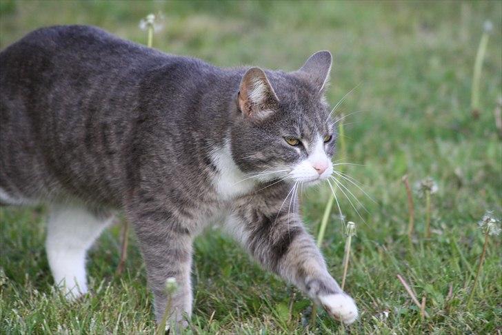 Huskat Findus billede 4