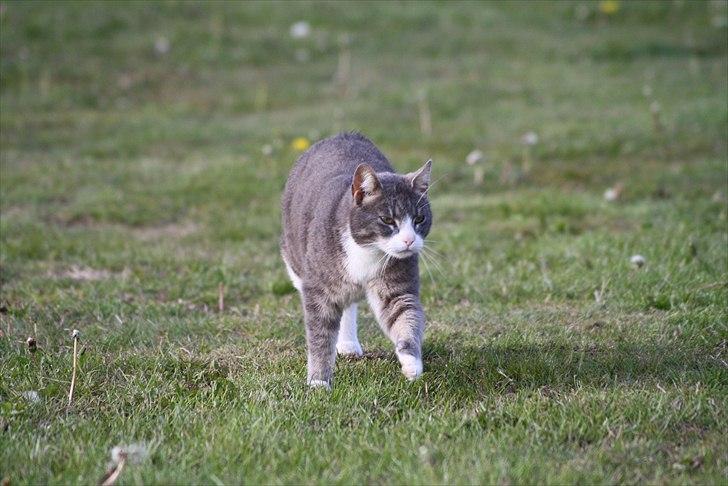 Huskat Findus billede 5