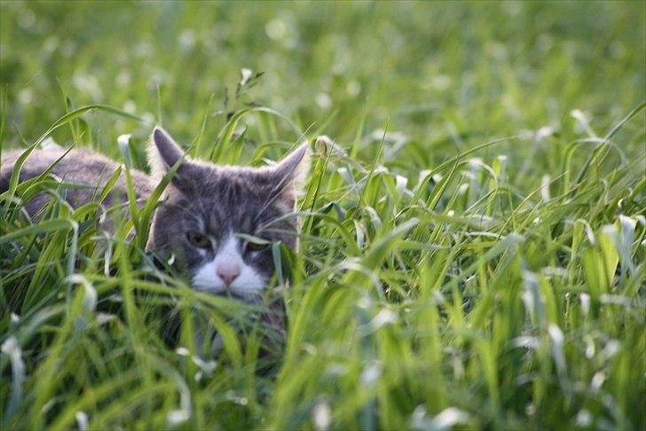 Huskat Findus billede 8