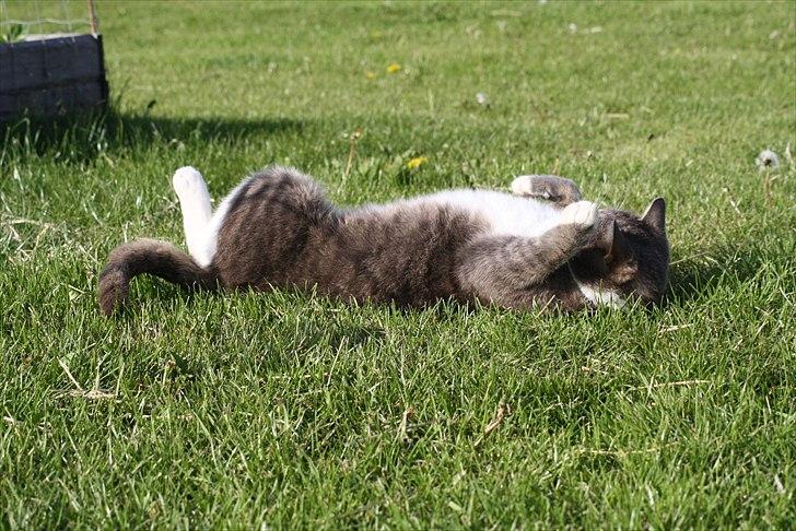 Huskat Findus billede 11