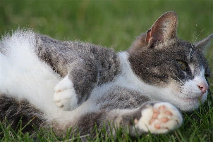 Huskat Findus billede 13