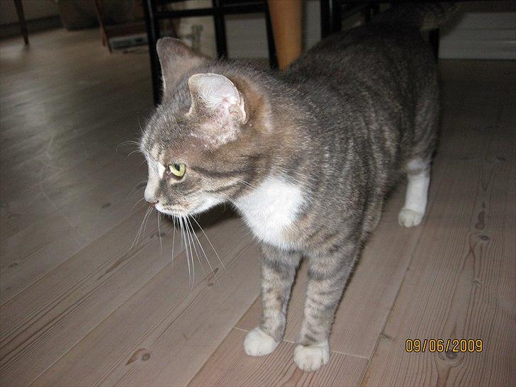 Huskat Biger billede 1