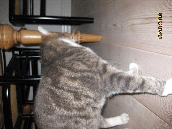 Huskat Biger billede 17