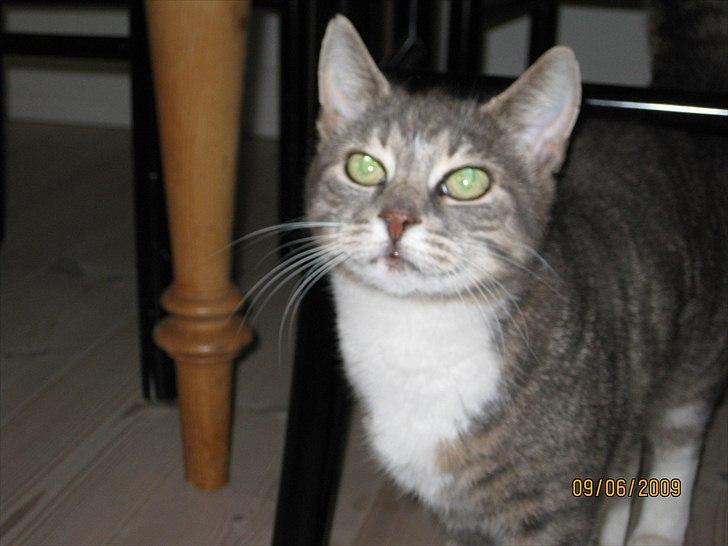 Huskat Biger billede 18