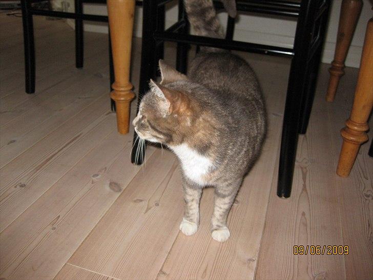 Huskat Biger billede 19