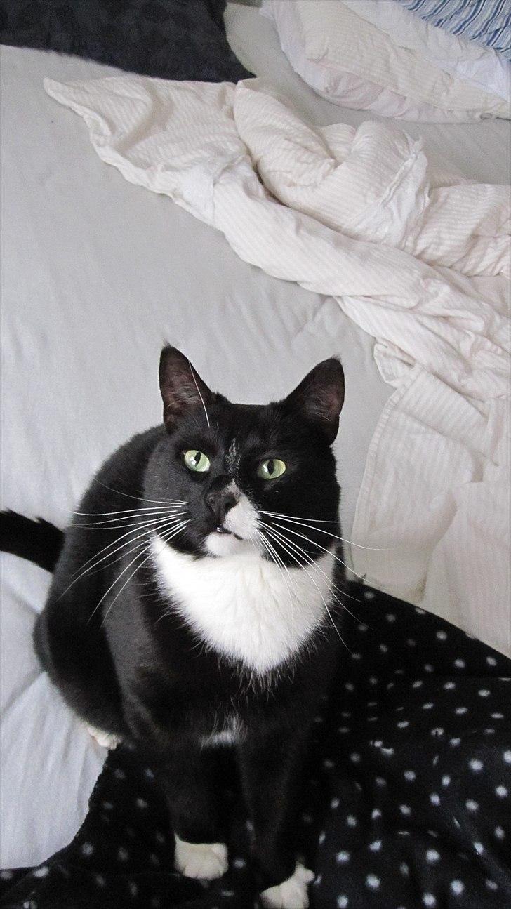 Huskat Middi R.I.P 3. juni 2017 billede 2