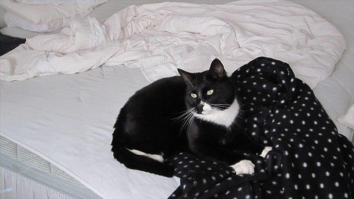 Huskat Middi R.I.P 3. juni 2017 billede 16