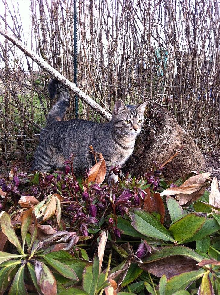 Huskat Sascha billede 1