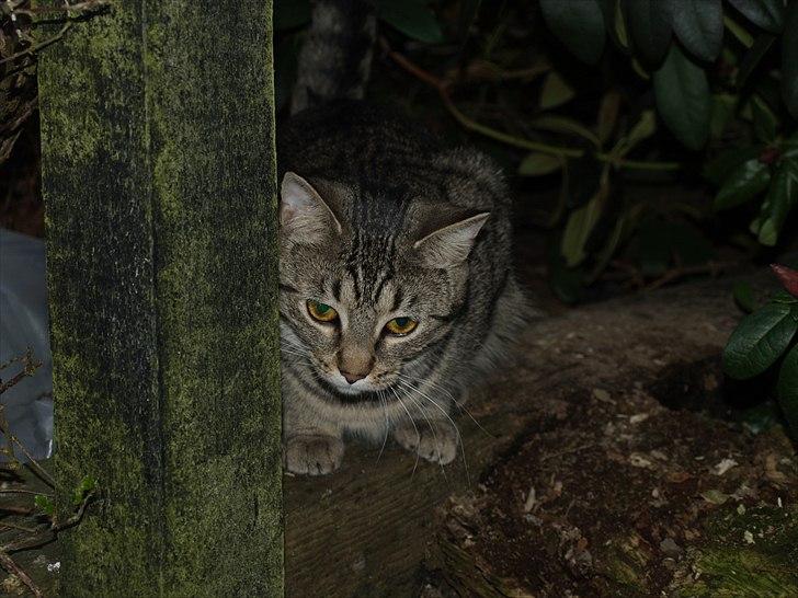 Huskat Sascha billede 2