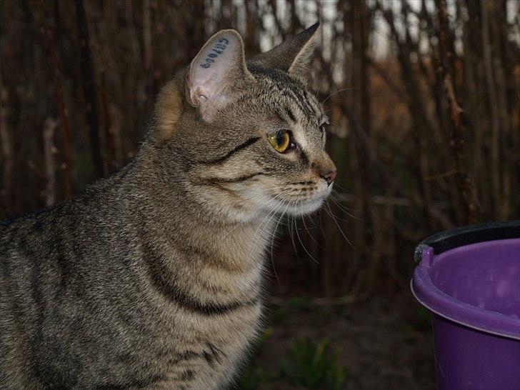 Huskat Sascha billede 3