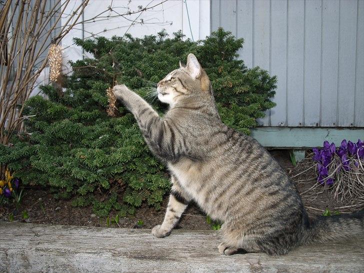 Huskat Sascha billede 4