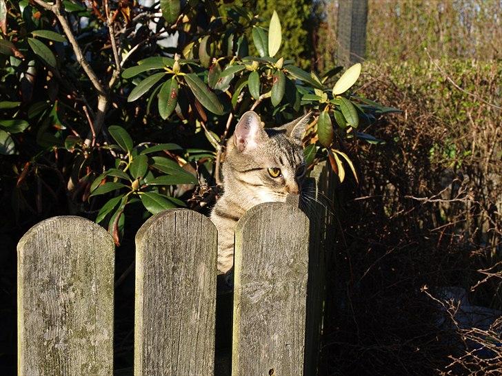 Huskat Sascha billede 5