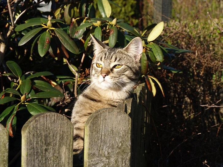 Huskat Sascha billede 6