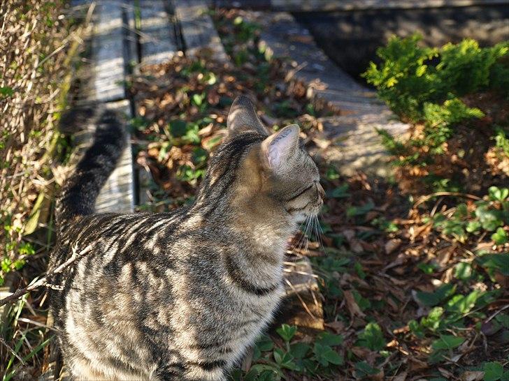 Huskat Sascha billede 7