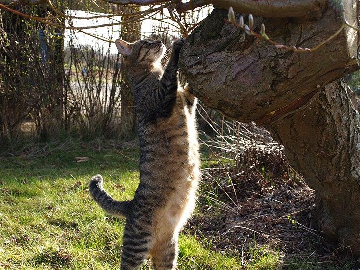 Huskat Sascha billede 8