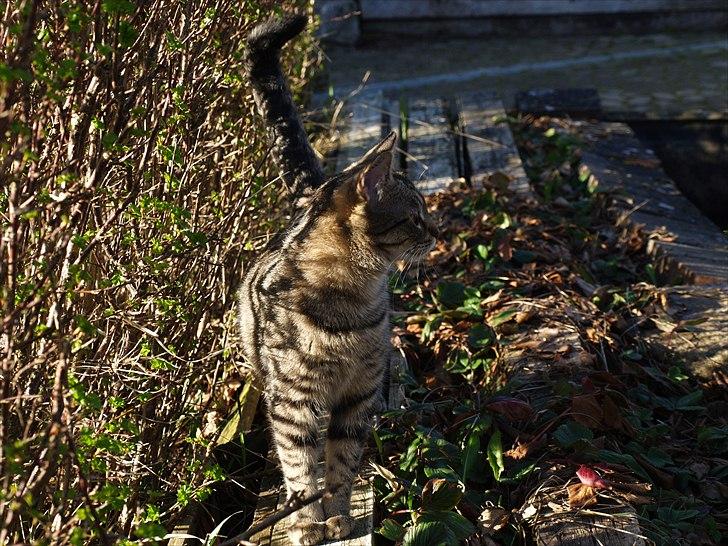 Huskat Sascha billede 9