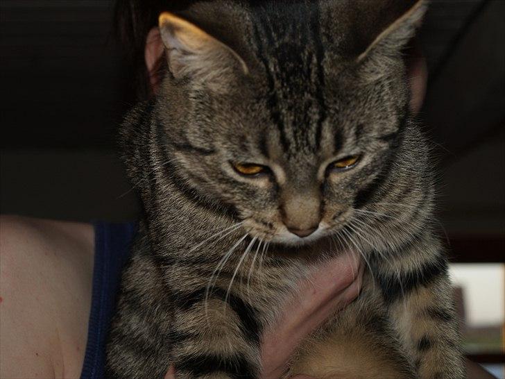 Huskat Sascha billede 10